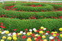 Selección especial de tulipanes (al lado de la Biblioteca Nacional) – Minsk