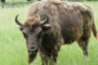 Uro - símbolo de Bielorrusia